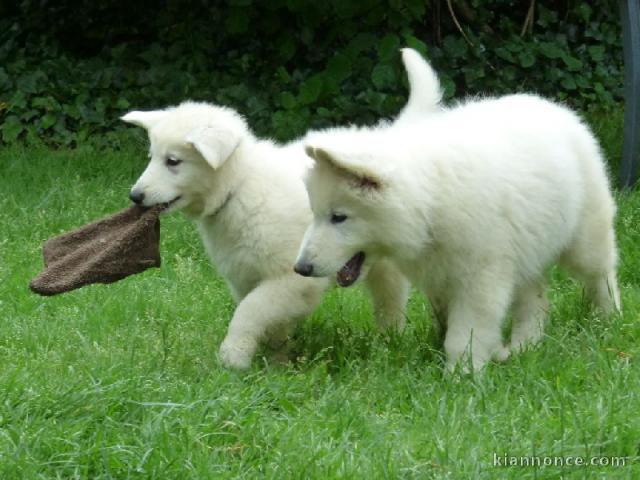   a réserver 2 chiots berger blanc suisse