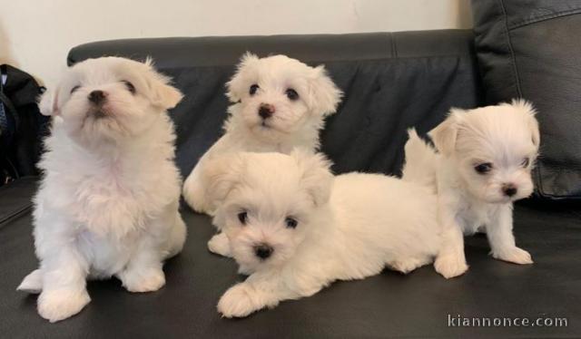  Splendides chiots bichons maltais 