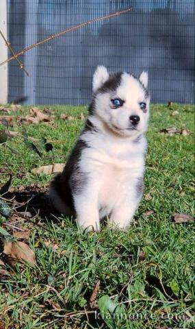 Chiot Siberian Husky lof a donner