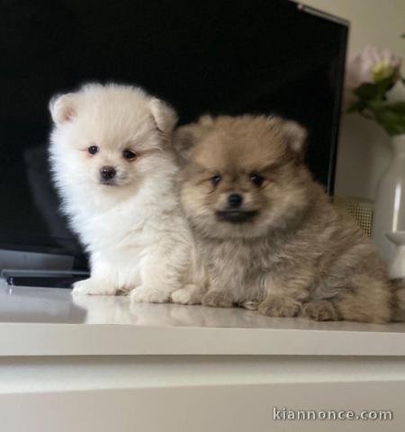  Magnifiques chiots spitz nain pomeranian