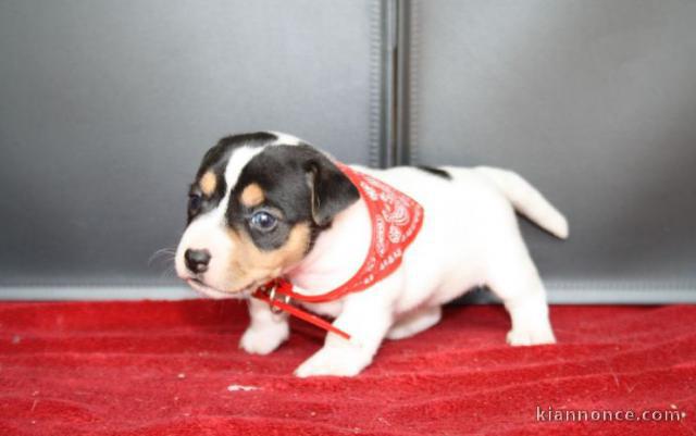 Chiot jack russell lof a donner