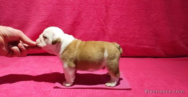 chiot bulldog anglais lof a donner