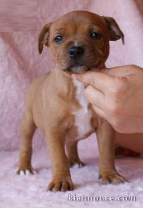 Chiots Staffordshire Bull Terrier LOF a donner