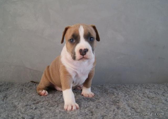 Chiot american staffordshire terrier lof a donner