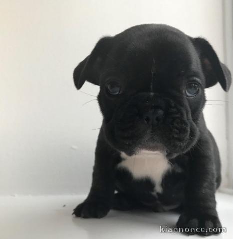 2 chiots bouledogue français