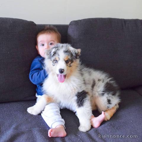  Magnifiques chiots  Berger Australien 