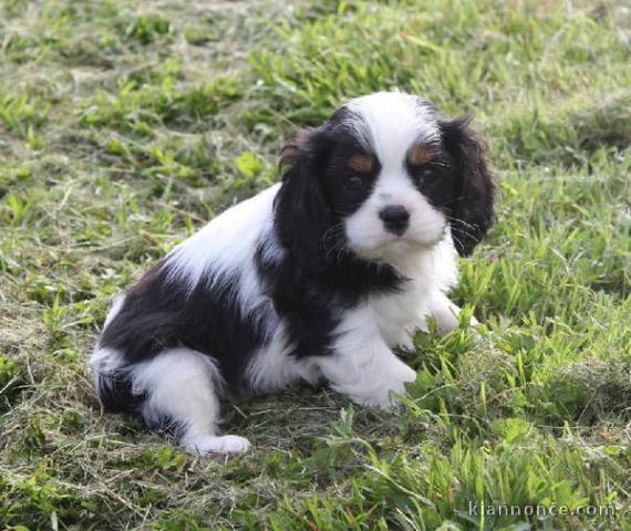 Chiots Cavaliers King Charles LOF a donner