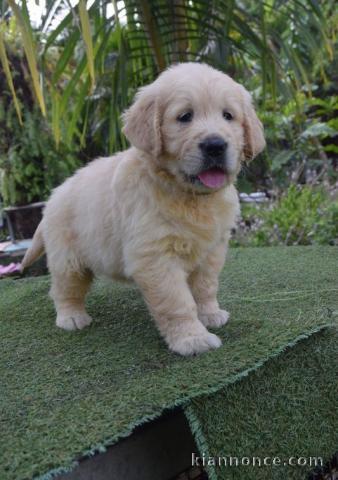 chiots golden retriever lof a donner