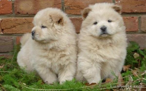 chiot chow chow lof a donner