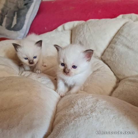 Magnifique chaton Sacré de Birmanie 