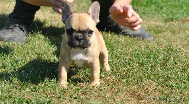 Je donnes chiot bouledogue français femelle