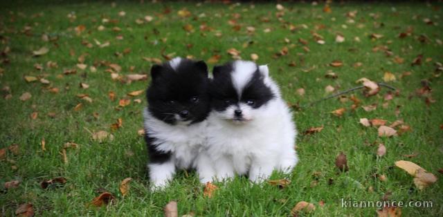 2 chiots spitz nains disponible