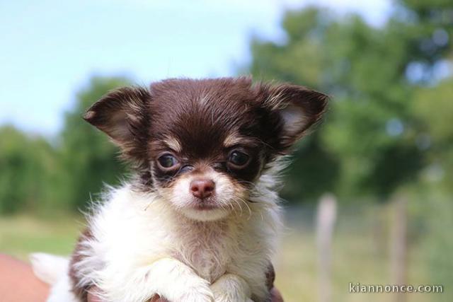 Mini chiot femelle type chihuahua à donner