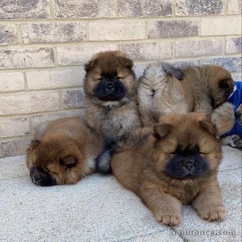 chiots chow chow de race pure