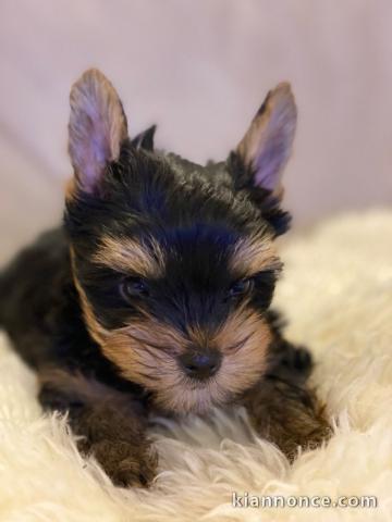 nos adorables chiots yorkshire mâle et femelle