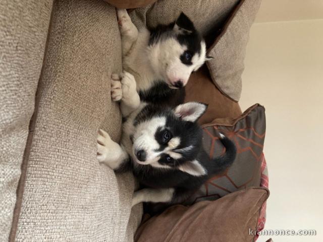 Chiots Husky sibérien agés de 3 mois