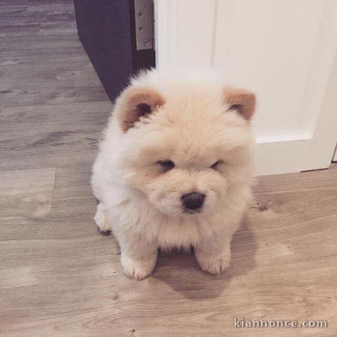 deux splendides chiots spitz nain