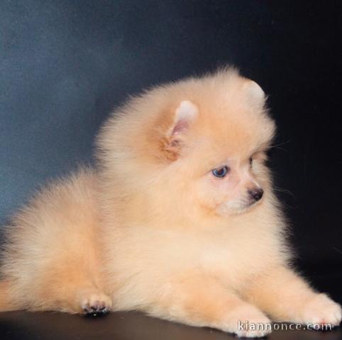  Très jolis chiots spitz nain