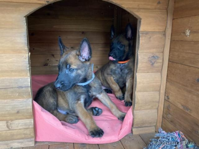 Chiots berger malinois disponibles.