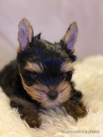 jolies chiots yorkshire dispo