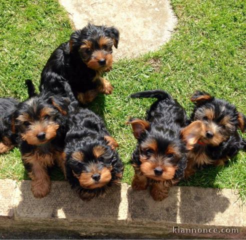 chiots Yorshire Terrier de 3 mois