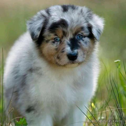 Magnifique chiots à donner