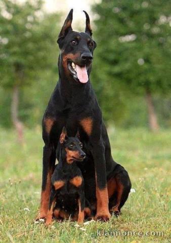 Chiot Dobermann Superbe