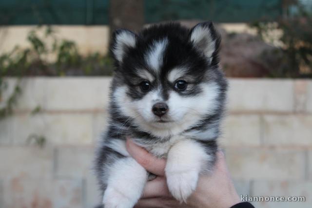 chiots pomsky a Donner