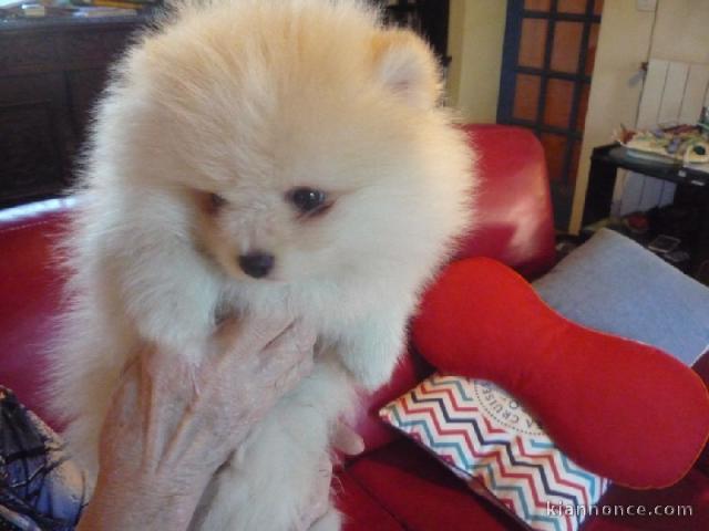 Chiots Spitz allemand