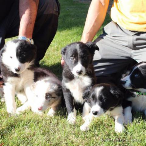 Magnifiques Chiots  Border Collie a donner