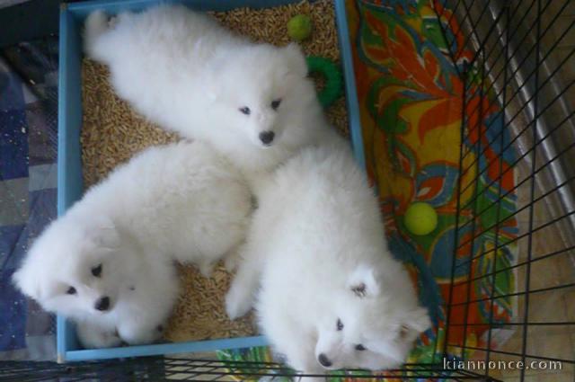 A donner chiots Samoyede 