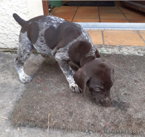 Chiot Braque allemand à poil court a donner