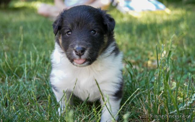 Chiot Shetland Sheepdog  a donner