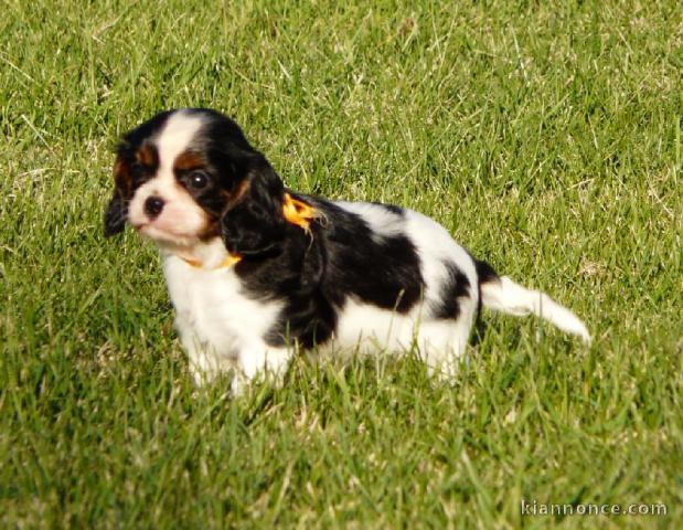 Chiots Cavaliers King Charles LOF a donner