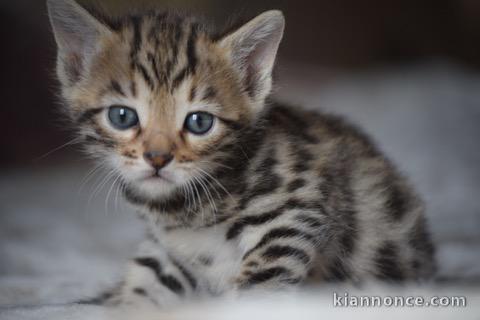 Magnifiques Chatons Bengal à donner