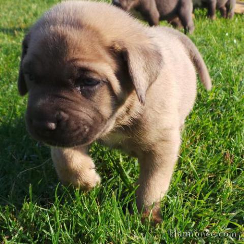 A donner Chiots cane corso 