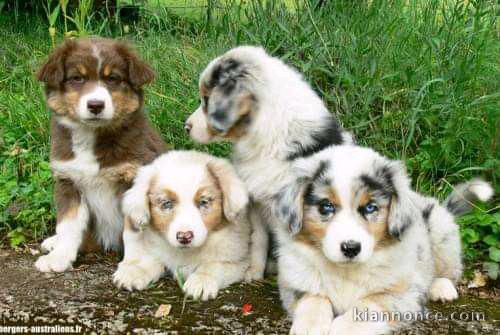 Magnifique chiots berger australien à donner