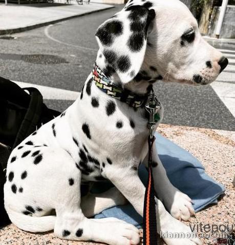 chiot Dalmatien femelle de trois mois.