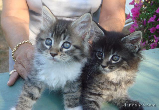 Magnifiques chatons maine coon