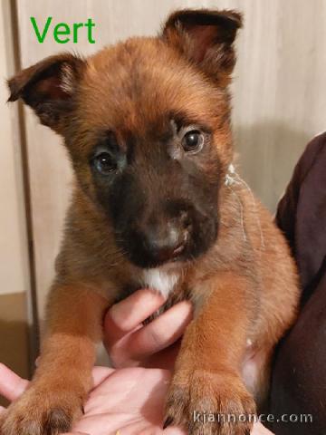 Magnifique chiots Chiots Berger Belge