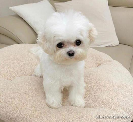 Chiots Bichons Maltais 