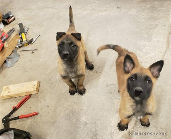 Chiots malinois à donner