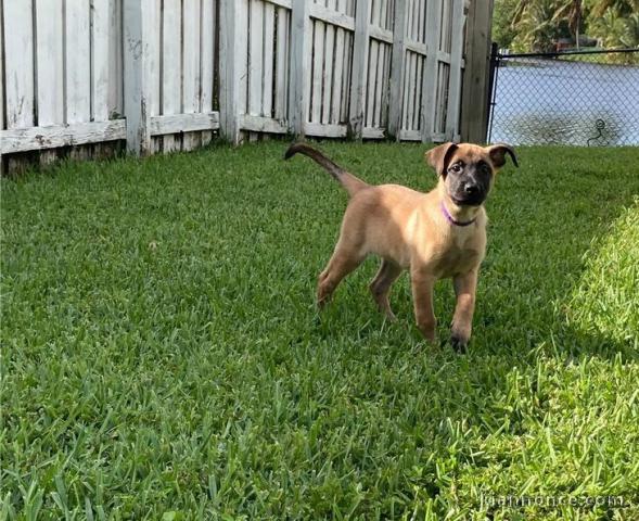 Magnifiques Chiots malinois à donner