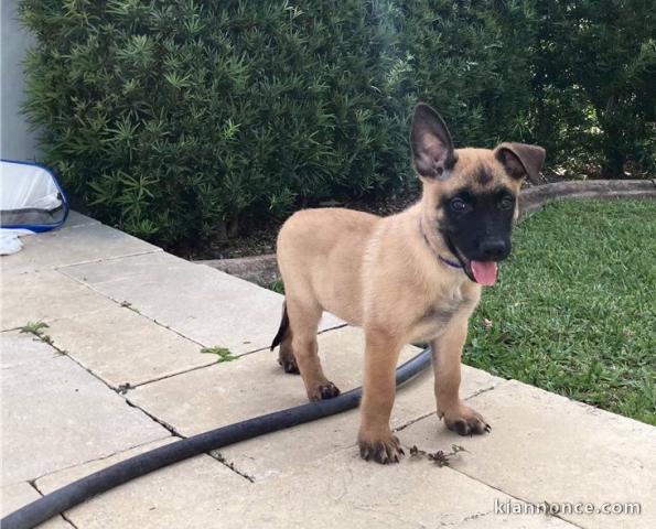 Magnifiques Chiots malinois à donner