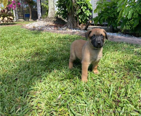 Magnifiques Chiots malinois à donner