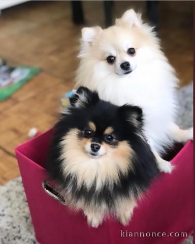 Adorables Chiots spitz Nain 