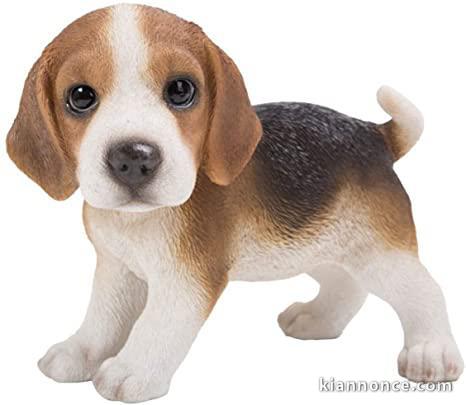 Chiens de race beagle a donner contre bons soind