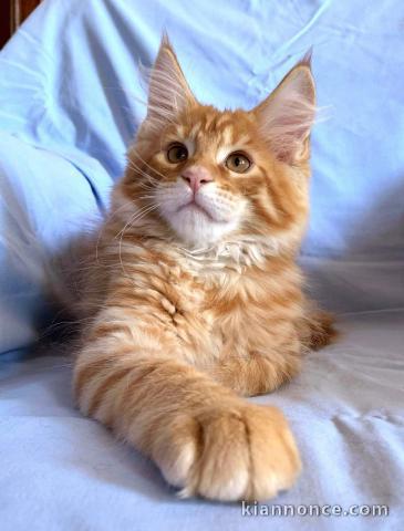 Chaton race Maine Coon