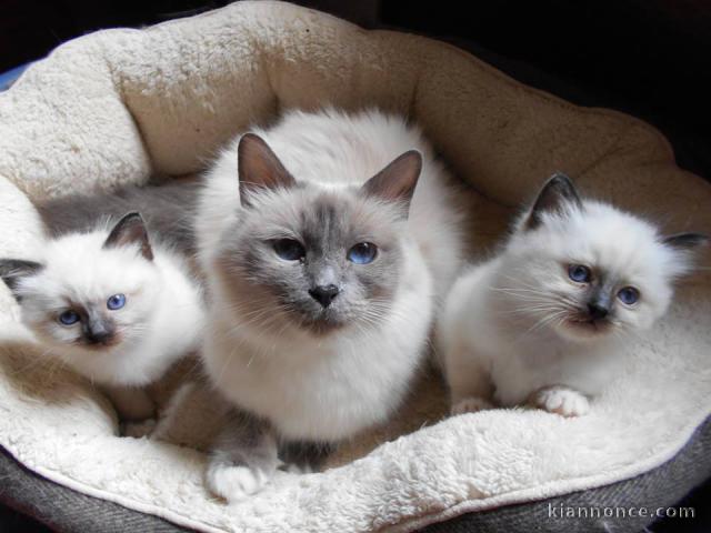 Magnifiques chatons sacre de Birmanie