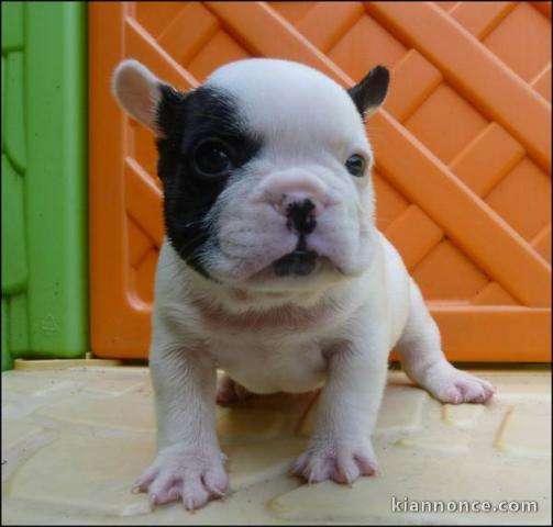 A donner chiot  Bouledogue français